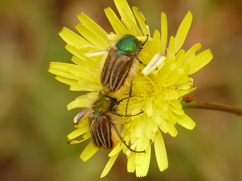 Grecia: Glaphyridae: Eulasia pareyssei